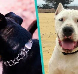 ¿Tienes un perro de esta raza? Podrían multarte por no registrarlo en la lista de perros potencialmente peligrosos en ARG