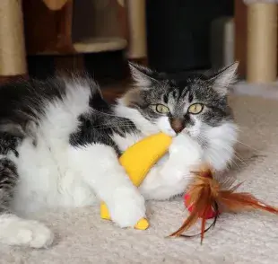 ¿Los gatos pueden comer platano? 4 consejos para dárselo a tu gato