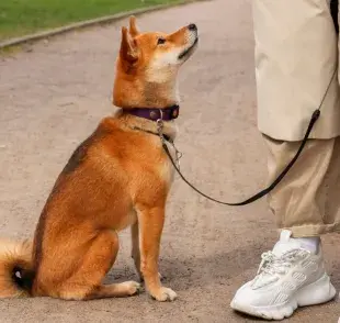 Multa por no ponerle correa a tu perro en América Latina