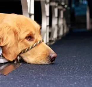 Nuevas facilidades para viajar con mascotas en Chile