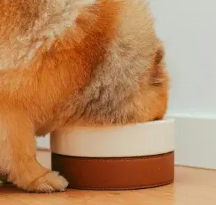 ¿Cuánta comida debe comer un perro? Descubre la cantidad ideal según su peso