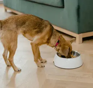 Qué tipo de leguminosas puedo incluir en la comida de mi perro