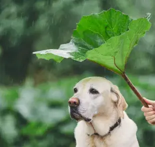 La lluvia puede ser una fuente de varias enfermedades. Foto: Envato/Chalabala