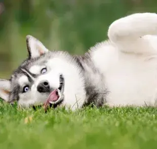 La primera indicación de un Husky de raza pura es su apariencia física.