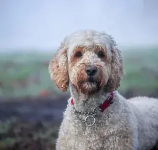 Cruza rara de perro llamada Labgradoodle. Foto: Pexels/Boys in Bristol Photography