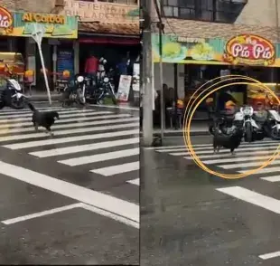 Este perrito utiliza las cebras para cruzar las vías. Foto: X/OscuraColombia 