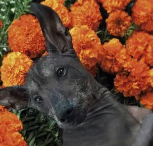 El Xoloitzcuintle debe su nombre a Xolotl, el dios azteca del relámpago y la muerte.