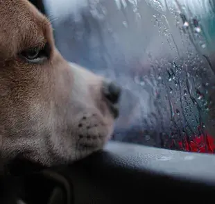 ¿Cómo es el duelo de las mascotas tras la pérdida de su ser querido?