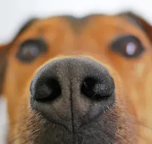 Perros pueden olfatear el Parkinson ¿Mito o realidad?
