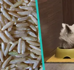 ¿El arroz es bueno para los perros?