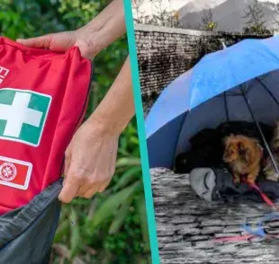 Asegura el bienestar de tu mascota durante huracanes: preparativos esenciales para la seguridad de tu mascota