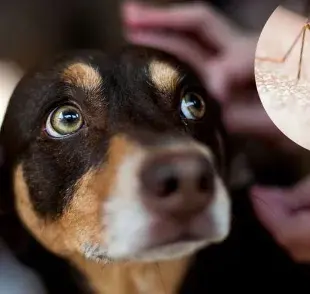 Impacto de las picaduras de mosquitos en perros: Conoce los riesgos y síntomas. 🐶🦟