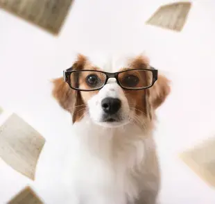 ¿Existen los psicólogos para perros? Identifica si tu perro lo necesita