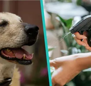 Repelente natural para mosquitos: una solución efectiva para cuidar a tu perro