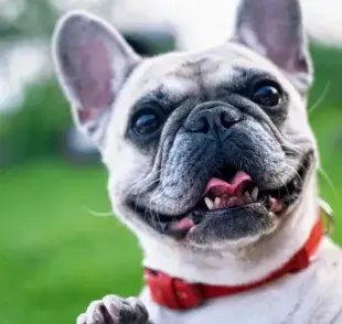 Método infalible para conocer la personalidad de tu perro según expertos