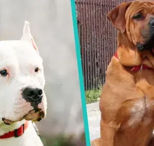 ¿Cuántos tipos de perros Mastín existen?