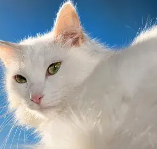 Tips esenciales para cuidar el pelo blanco de gato y evitar manchas