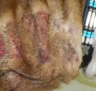 Parche caliente en perros: ¿cómo identificarlo y tratarlo? Aprende sobre dermatitis húmeda y sus causas en perros y gatos. 