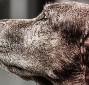 ¿Tu perro tiene canas? Aprende cómo reconocer el envejecimiento capilar en perros