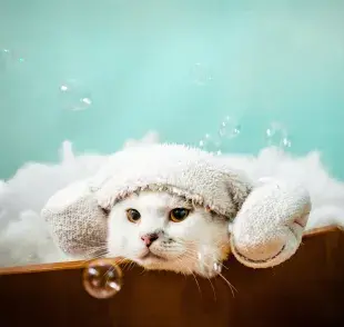 ¿A los cuántos meses puedo bañar a mi gato?