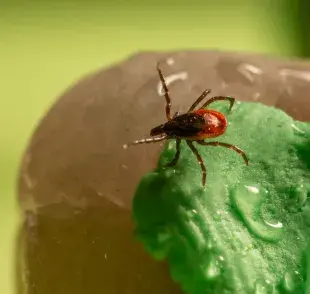 El Lyme causa problemas de salud en mascotas y humanos. Foto: Pexels/ Erik Karits