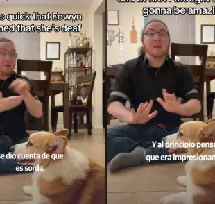 Eowyn es un corgi muy inteligente... como todos los de su raza. Foto: TikTok/meganoticias
