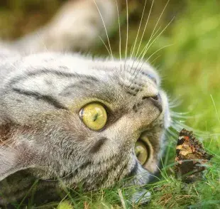 El cráneo de un gato es complejo. 
