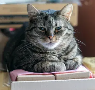 La edad de un gato en humano no debe ser multiplicado por siete.