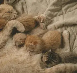 Dale de comer a tu gata comida para bebés para obtener nutrientes.