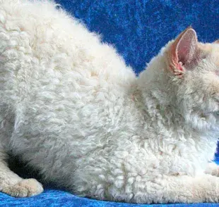 Los Selkirk Rex son conocidos por ser gatos cariñosos y sociables.