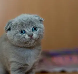La insuficiencia renal es un problema grave en gatos, especialmente en los mayores