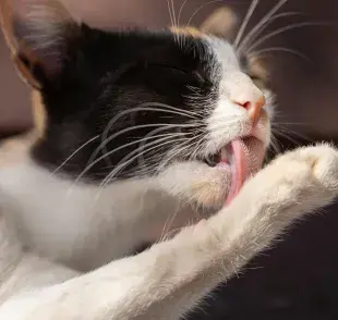 Algunos gatos se lamen cuando tienen dolor.