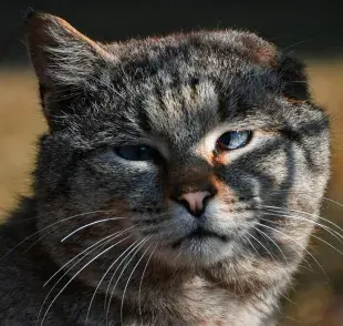 Los gatos pueden perder su oreja por un cáncer. Foto: Pexels/Artem Makarov
