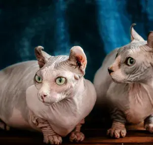 Aunque se cree lo contrario, los gatos esfinge sí tienen pelo.
