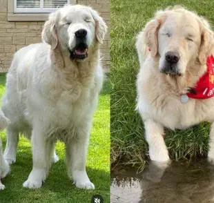 La historia de Tao, un golden retriever ciego, y su joven compañero Oko