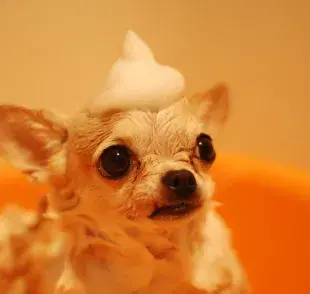 Los hongos en la piel del perro son comunes; sin importar edad o raza.
