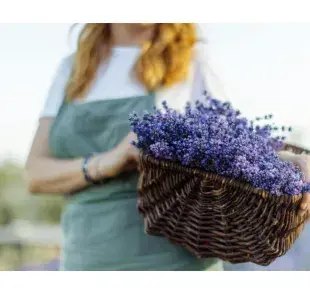 A los perros no les agrada el olor a lavanda. Foto: Pexels/Anastasia Shuraeva