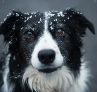 Los perros solo tienen dos tipos de células cono. Foto: Pexels/Alotrobo