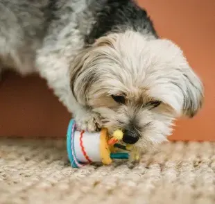 Un pastel para perro le aporta beneficios nutricionales.