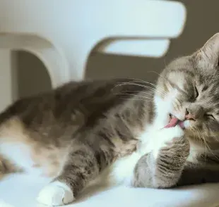 Recuerda secar las patas de tu gato para evitar humedad. 