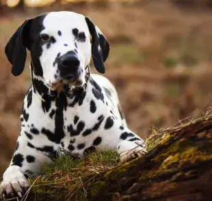 Curiosidades de los perros Dálmata que tal vez no conoces