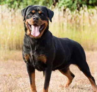 La esperanza de vida de los perros varía significativamente según su raza. Foto: Envato/cynoclub