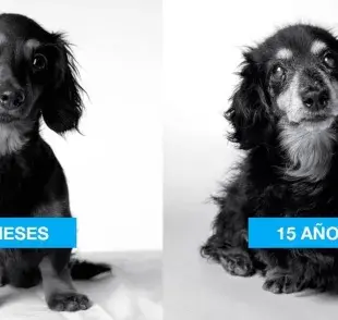 La fotógrafa Amanda Jones tituló su proyecto Dog Years.