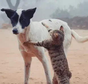 Si decides tener un perro y gato en casa, toma en cuenta el tiempo y el espacio. 