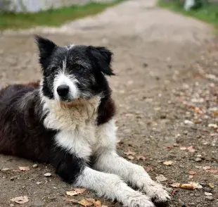 Los perros asilvestrados pueden ser de cualquier raza. Foto: Envato/salajean