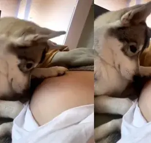 La reacción de un perro con una mujer embarazada se volvió viral. Foto:X/DiloConPerritos