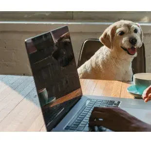 Llevar a tu perro al trabajo hará que hagas ejercicio. Foto: Pexels/Samson Katt