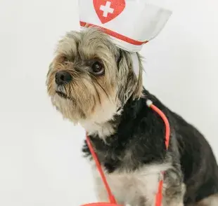 Los perros pueden detectar el cáncer de mama y de pulmón.