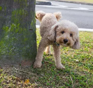 Los perros pueden orinar en lugares indeseados debido a la falta de entrenamiento.