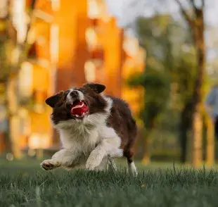 Los perros pueden tener un mal carácter si no socializan.
